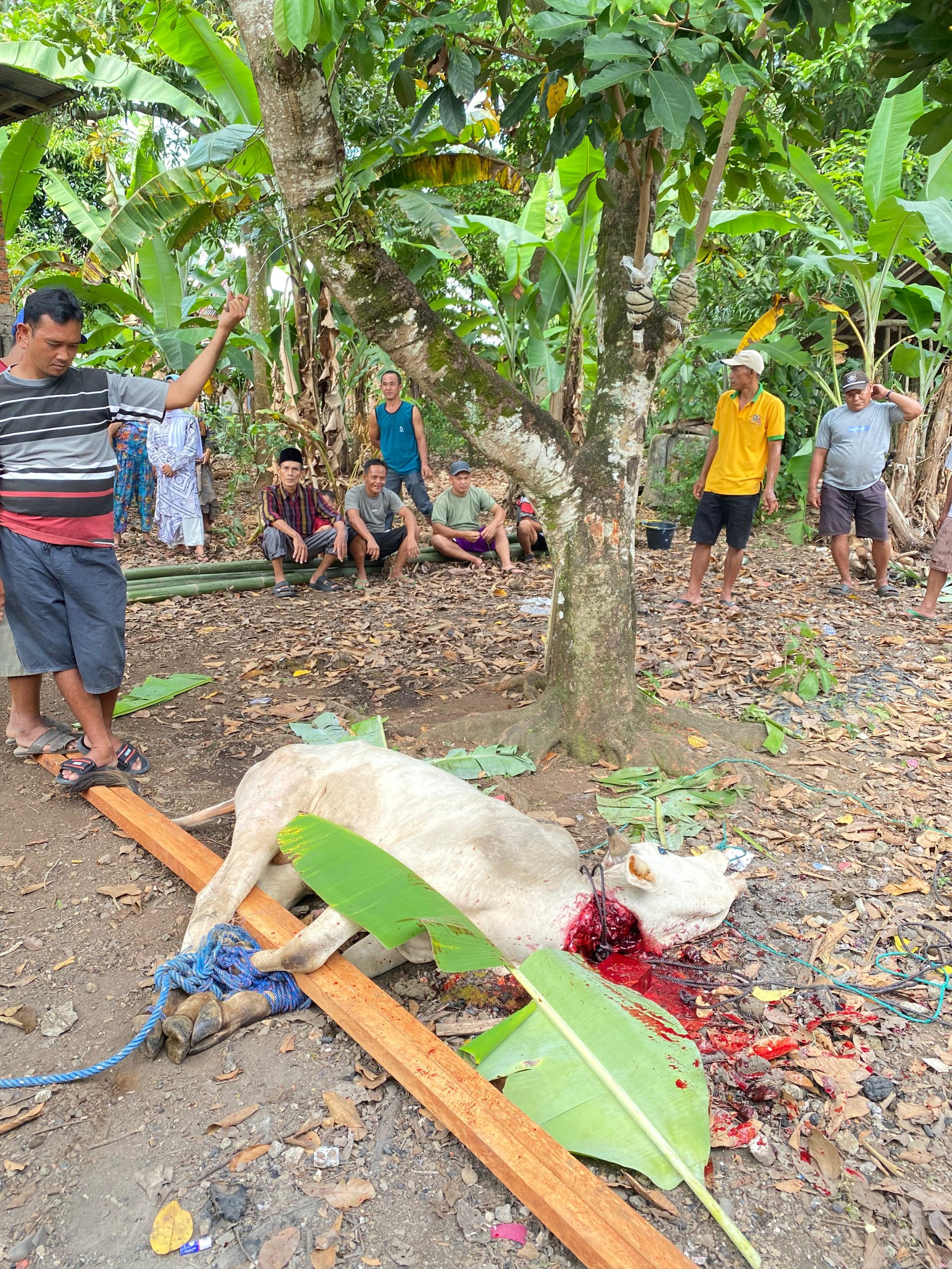 Peduli Dan Berbagi Kepala Desa’ Terusan Baru Laksanakan Penyembelihan Hewan Qurban